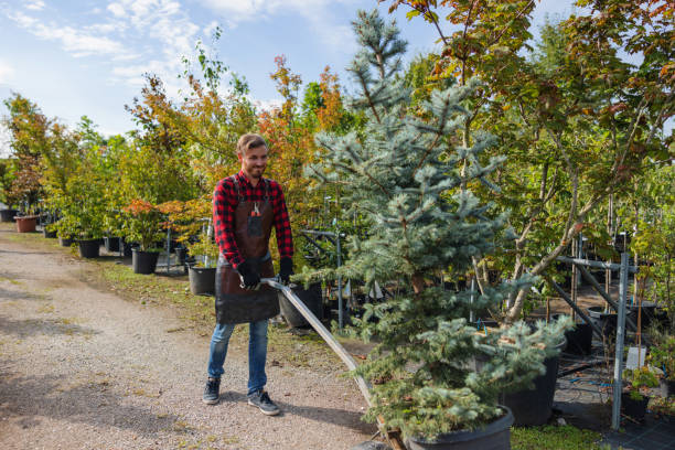 Best Tree Root Removal  in Steele, MO